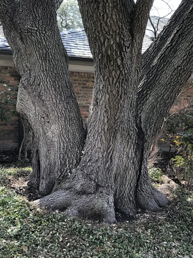 Mature heritage tree close to a Assonet property cared for by certified arborists